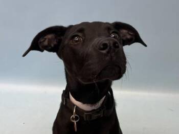 Olive -  Hound and Mixed Breed Dog for Adoption in Woodbury, Minnesota - Olive | PetCurious