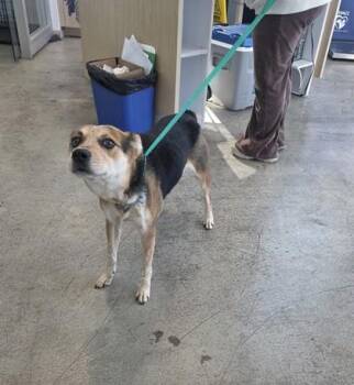 Mixed Breed Dogs Available for Adoption - Venus | PetCurious