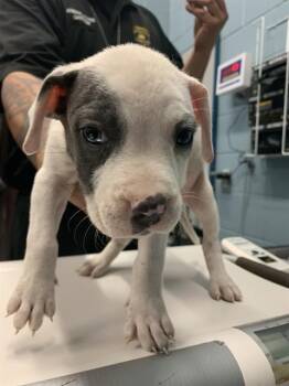 Pit Bull Terrier and Mixed Breed Dogs Available for Adoption in Corpus Christi, Texas - BRAVO | PetCurious