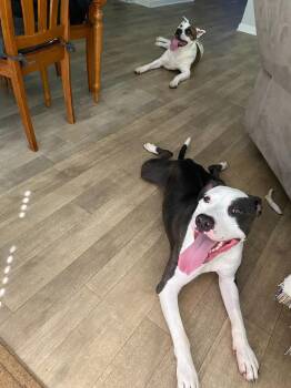 Great Dane and Pit Bull Terrier Dogs Available for Adoption in Rutherfordton, North Carolina - Pippin (Courtesy Post) | PetCurious