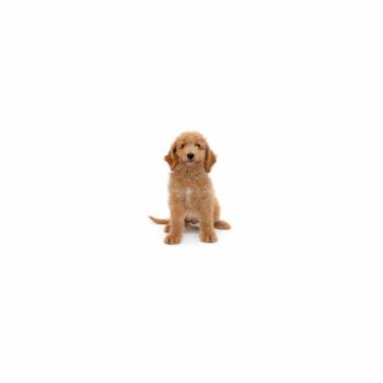 Mixed Breed Dogs Available for Adoption in Los Angeles, California - Furby | PetCurious