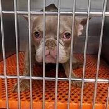 Liberty -  French Bulldog Dog Available for Adoption - Liberty | PetCurious