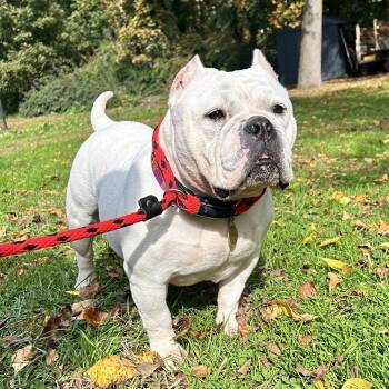 Peggy sue -  American Bulldog Dog for Adoption in Huntington, New York - Peggy Sue | PetCurious