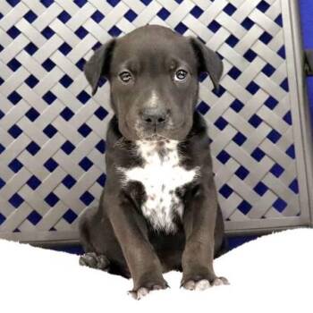 Australian Cattle Dog Blue Heeler and Labrador Retriever Dogs Available for Adoption in Fort Davis, Texas - Vaquero | PetCurious