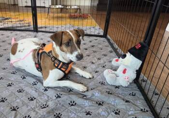 Ruby Roo -  Jack Russell Terrier Dog for Adoption in Colorado Springs, Colorado - Ruby Roo | PetCurious
