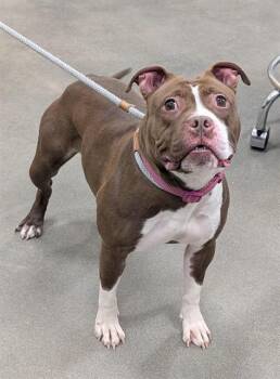 Pit Bull Terrier Dogs Available for Adoption - EMBERLY | PetCurious