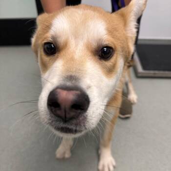 Husky Dogs Available for Adoption in Abilene, Texas - Gatsby | PetCurious