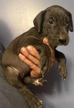 Paisley -  Great Dane Dog for Adoption in Maryville, Tennessee - Paisley | PetCurious