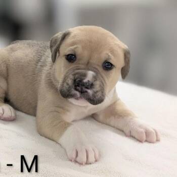 Great Pyrenees and Mixed Breed Dogs Available for Adoption in Griswold, Connecticut - Ralphie | PetCurious