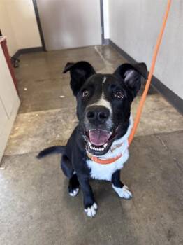 Border Collie and Mixed Breed Dogs Available for Adoption in Ontario, California - MAMBA | PetCurious