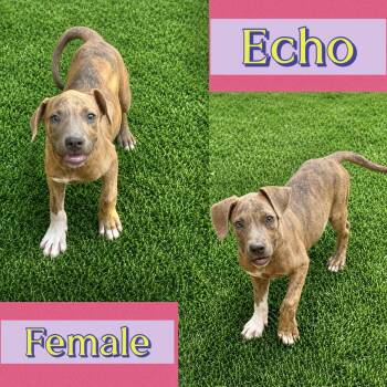 Echo -  Catahoula Leopard Dog Dog for Adoption in Manchester, Connecticut - Echo | PetCurious