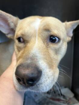 Rescue Mixed Breed Dogs for Adoption in Chamblee, Georgia - Rae | PetCurious