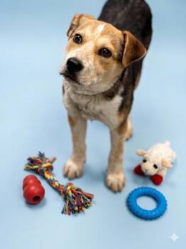 Australian Cattle Dog Blue Heeler and Beagle Dogs Available for Adoption in Bowling Green, Kentucky - Chop | PetCurious