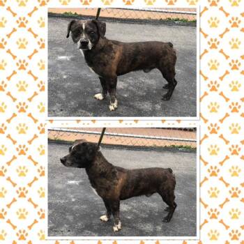 ROCKY -  Boston Terrier Dog for Adoption in Buckhannon, West Virginia - ROCKY | PetCurious