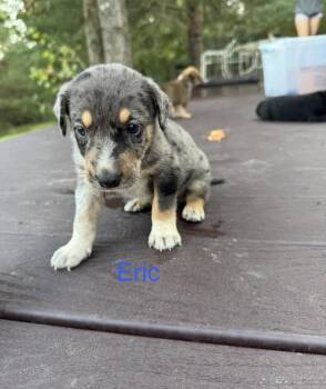 Eric -  Australian Cattle Dog Blue Heeler and Labrador Retriever Dog for Adoption in The Woodlands, Texas - Eric | PetCurious