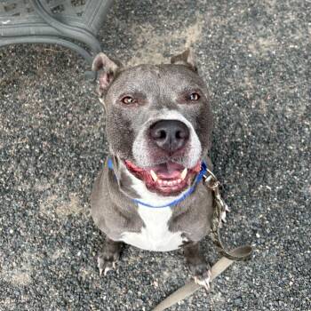 Silly Willy -  Pit Bull Terrier Dog for Adoption in Cheyenne, Wyoming - Silly Willy | PetCurious
