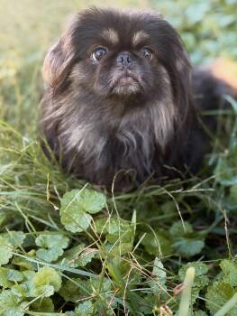 Lancelot -  Pekingese Dog for Adoption in Gradyville, Kentucky - Lancelot | PetCurious