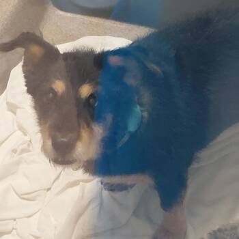 Lindo -  Terrier and Mixed Breed Dog for Adoption in Palm Springs, California - Lindo | PetCurious