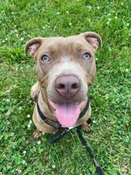 Pizza Puff -  Pit Bull Terrier Dog for Adoption in Chicago, Illinois - Pizza Puff | PetCurious