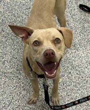 Honey -  Labrador Retriever and Shepherd Dog for Adoption in Golden, Colorado - Honey | PetCurious