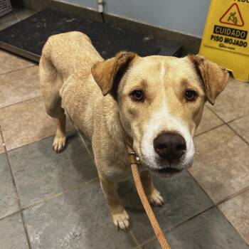 Ayla -  Mixed Breed Dog for Adoption in Chattanooga, Tennessee - Ayla | PetCurious