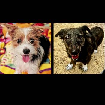 Sadie & Patches -  Chihuahua and Terrier Dog for Adoption in Eustis, Florida - Sadie & Patches | PetCurious