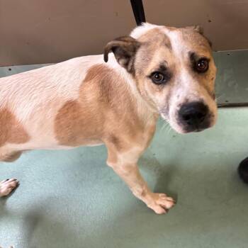 Mixed Breed Dogs Available for Adoption in Memphis, Tennessee - Rocks | PetCurious