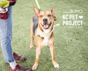 Rumo -  Shepherd and Mixed Breed Dog for Adoption in Kansas City, Missouri - Rumo | PetCurious