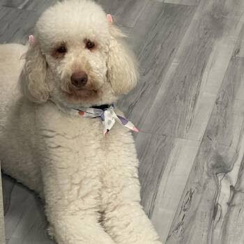 Standard Poodle and Golden Retriever Dogs Available for Adoption in West Palm Beach, Florida - Hazel | PetCurious
