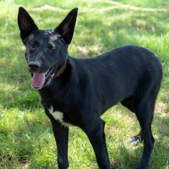 Shepherd and Black Labrador Retriever Dogs Available for Adoption in Austin, Texas - Luna Tuna ML | PetCurious