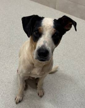 Rescue Parson Russell Terrier Dogs for Adoption in Honolulu, Hawaii - Boone | PetCurious