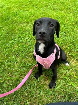 Finita -  Terrier Dog for Adoption in Candler, North Carolina - Finita | PetCurious