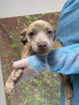 Kit -  Terrier and Mixed Breed Dog for Adoption in San Antonio, Texas - Kit | PetCurious