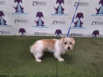 Shih Tzu Dogs Available for Adoption in Orlando, Florida - DULCE | PetCurious