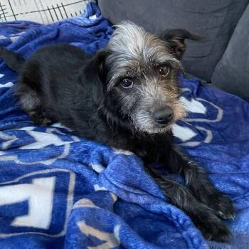 Wirehaired Terrier Dogs Available for Adoption - Duchess | PetCurious