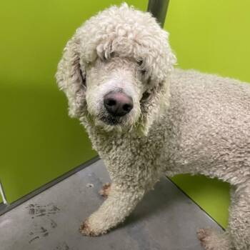 Standard Poodle Dogs Available for Adoption - Chloe | PetCurious