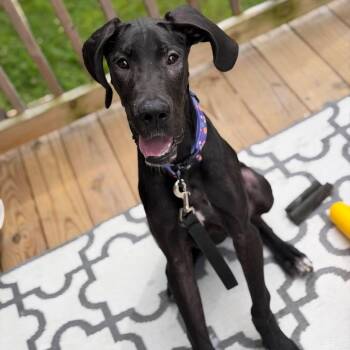 Poppy -  Great Dane Dog for Adoption in Rossville, Georgia - Poppy | PetCurious