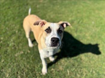 Rescue Labrador Retriever and Mixed Breed Dogs for Adoption in Grovetown, Georgia - A118464 | PetCurious
