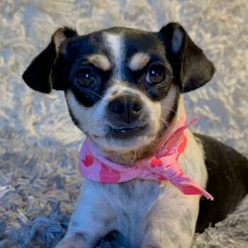 Rescue Rat Terrier Dogs for Adoption in San Diego, California - Izzy | PetCurious