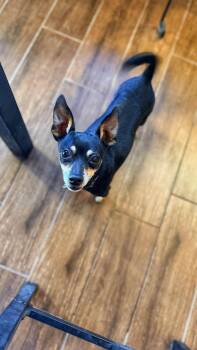 Miniature Pinscher and Chihuahua Dogs Available for Adoption in Goodyear, Arizona - Rocky | PetCurious