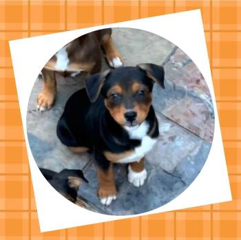 Rescue Beagle and Rottweiler Dogs for Adoption in Plano, Texas - Comet | PetCurious