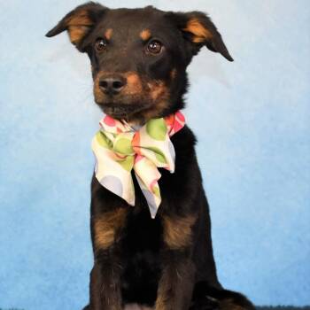 Mixed Breed Dogs Available for Adoption in Yuma, Arizona - Millie | PetCurious
