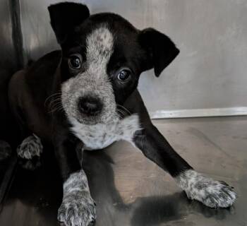 Blythe -  Mixed Breed Dog for Adoption in St. Augustine, Florida - Blythe | PetCurious