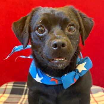 Sage -  Pug and Mixed Breed Dog for Adoption in Pekin, Illinois - Sage | PetCurious