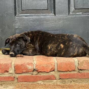 Rescue Mixed Breed Dogs for Adoption in Bartlett, Tennessee - Jelly | PetCurious