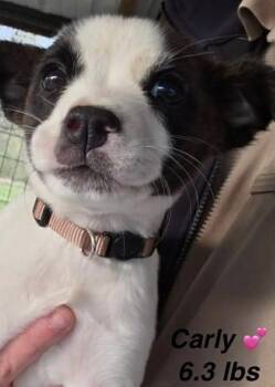 Mixed Breed Dogs Available for Adoption in Rock Hill, New York - Carly | PetCurious