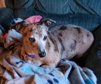 Mia -  Dachshund Dog for Adoption in Delhi, New York - Mia | PetCurious