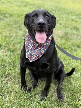 Bergan -  Black Labrador Retriever Dog for Adoption in Riverdale, Iowa - Bergan | PetCurious