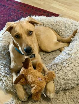 Thunder -  Labrador Retriever Dog for Adoption in Denver, Colorado - Thunder | PetCurious