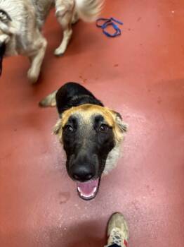 Rescue Mixed Breed Dogs for Adoption in Douglasville, Georgia - Sugar | PetCurious